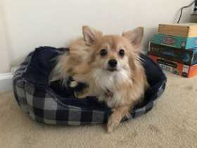Lost Dog