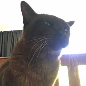Lost Cat
