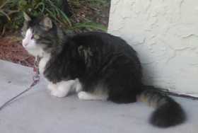 Lost Cat