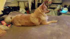 Lost Dog