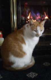 Lost Cat