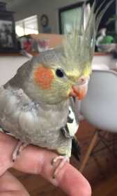 Lost Cockatiel