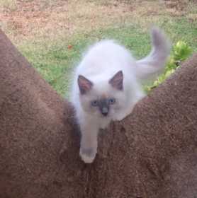 Lost Cat