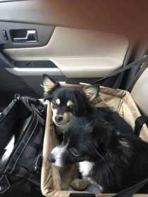 Lost Dog