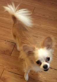 Lost Dog