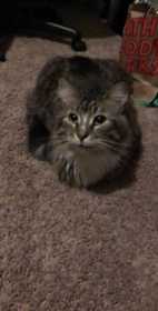 Lost Cat