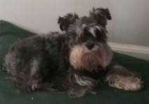 Lost Dog