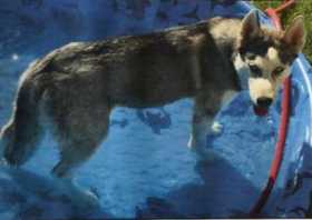 Lost Dog
