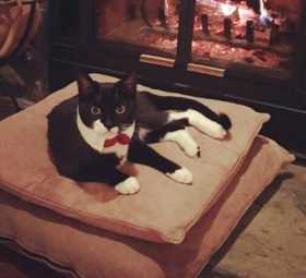 Lost Cat