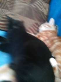 Lost Cat