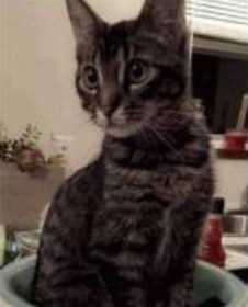 Lost Cat