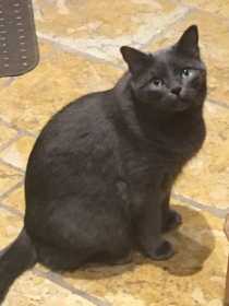 Lost Cat