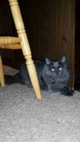 Lost Cat