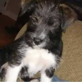 Lost Dog