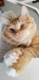 Lost Cat
