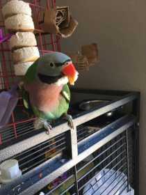 Lost Mustached / Moustached Parakeet