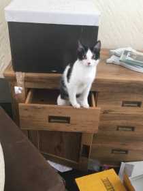 Lost Cat
