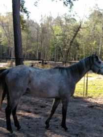 Lost Horse