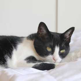 Lost Cat