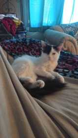 Lost Cat