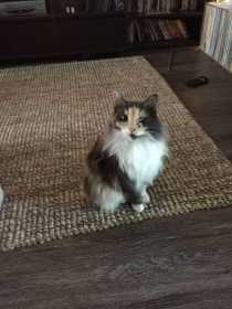 Lost Cat