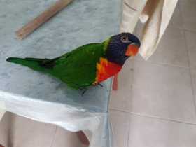 Lost Lory / Lorikeet