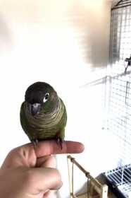 Lost Conure