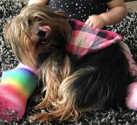 Lost Dog