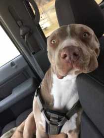 Lost Dog