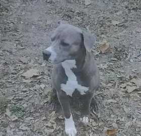 Lost Dog