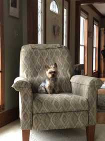 Lost Dog