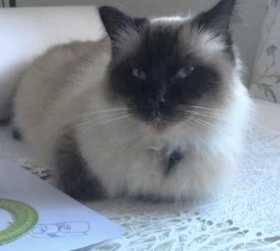 Lost Cat