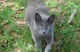 Lost Cat