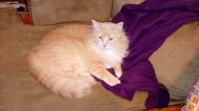 Lost Cat
