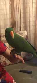 Lost Eclectus