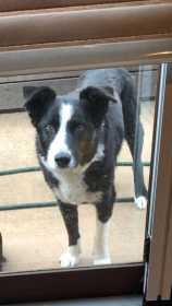 Lost Dog