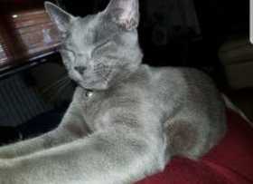 Lost Cat