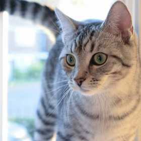 Lost Cat