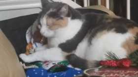 Lost Cat