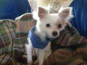 Lost Dog