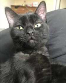 Lost Cat