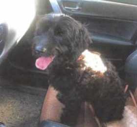 Lost Dog
