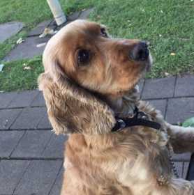 Lost Dog