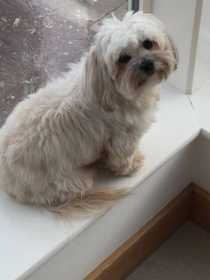 Lost Dog