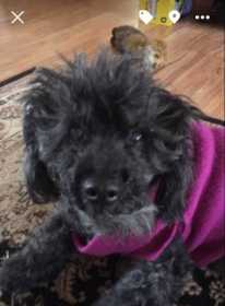 Lost Dog