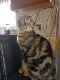 Lost Cat