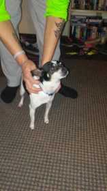 Lost Dog