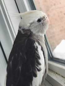 Lost Cockatiel