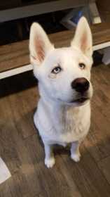 Lost Dog