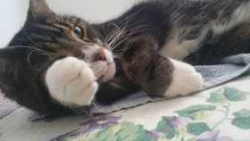 Lost Cat